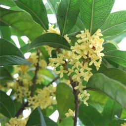 日香桂，浓香扑鼻