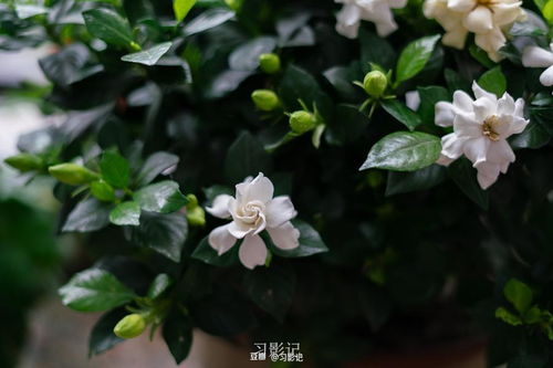 栀子花一年开几次花？原来真相是这样的