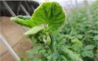 环丙唑醇：作物病害的克星，增产的秘密武器？