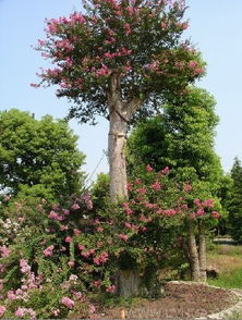 紫薇：树干光滑， 叶子好堪