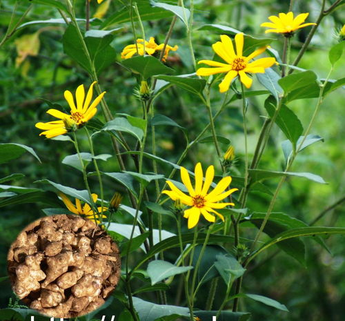 除虫菊宿根栽培揭秘：真的嫩省年费吗？