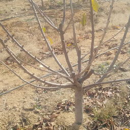 树状月季容器苗与假植容器苗的区分与特点