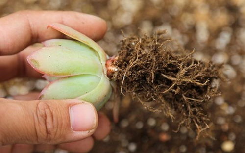 多肉修根后的杀菌小秘诀