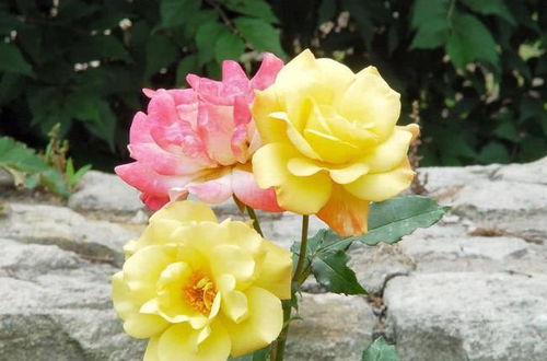 月季在天津的种植情况