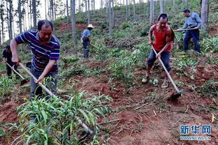 红薯的香甜未来
