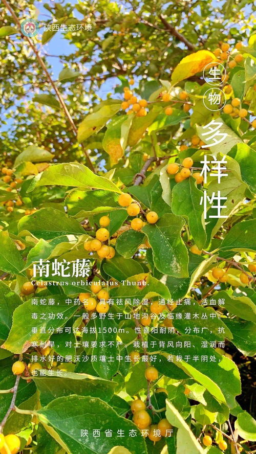 松树与江津广柑：揭秘自然和谐共生之美