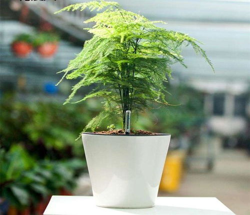 如何正确浇水施肥才能让文竹长得茂盛且避免黄叶