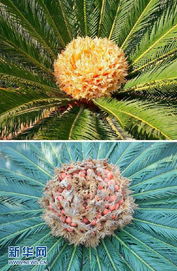 苏铁的生长特点，喜光耐寒