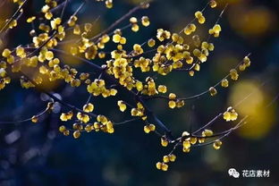 腊梅花的魅力， 不仅仅是外表