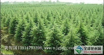 大雪松、 独秆桂花、白玉兰：优质苗木直销