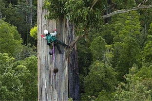 高海拔风景树种大盘点， 美得让人心醉