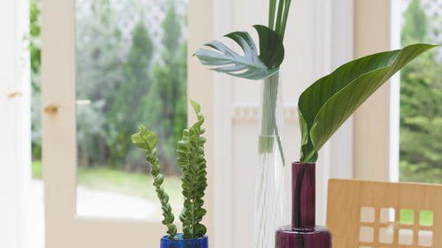 网纹草， 线条的魔法师