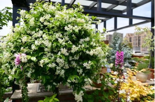 风车茉莉，意大利络石藤的别称