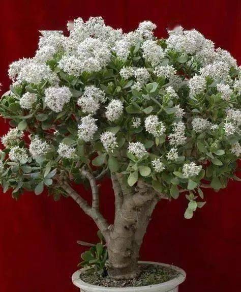 十月的美丽邂逅：红花开在寒风中