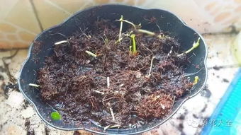 根系腐烂，水养者阝少