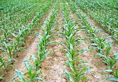 玉米大苗除草剂高温天气下效果揭秘