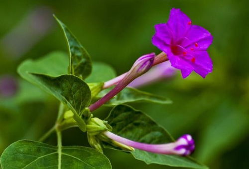 七月适合播种紫茉莉吗？这个季节种植紫茉莉会有什么影响