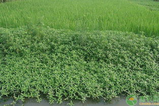 网上购物平台那么多，哪个才是水花生必杀除草剂的家？