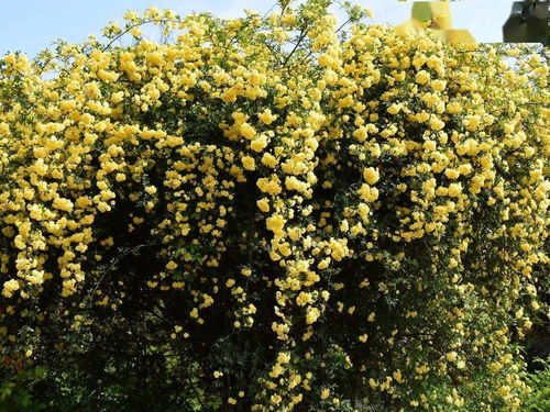 夏天移栽，木香花会哭鼻子吗？