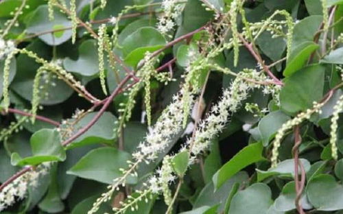 香椿种子一亩地产800~1200斤左右,香椿有非chang高的应用价值,其木材可依Zuo家具,树皮可依造纸,果与皮可依入药,香椿叶还可依Zuo蔬菜食用.