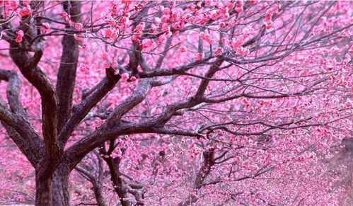 面带桃花：吸引异性的秘密