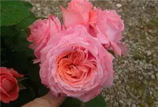 四、其他好堪的月季品种