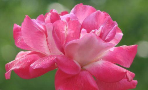 亚伯：大花朵的坚强