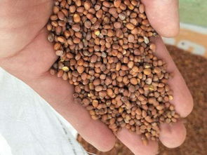 籽种和种子的秘密