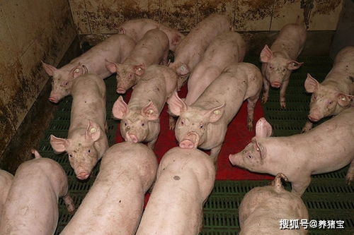 育肥猪50公斤以上急性死亡，病毒感染是元凶吗
