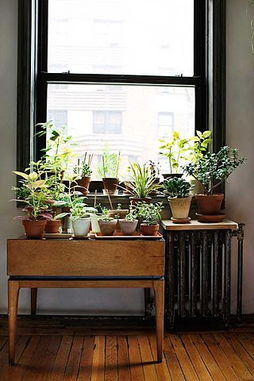 噪音的困扰， 植物的解药