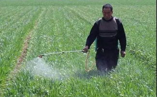 草铵膦：广谱性除草剂