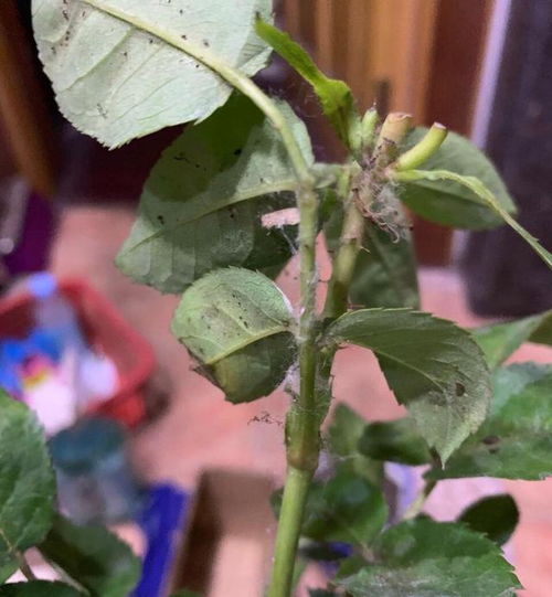 月季花为何容易吸引蚜虫，其生长习性或环境因素是否是关键诱因