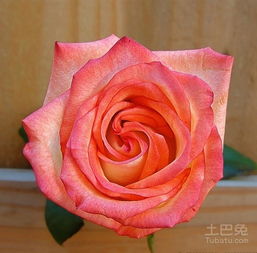 玫瑰的多样色彩