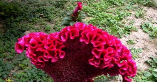 鸡冠花， 夏季一直开到初冬，花色鲜艳多样