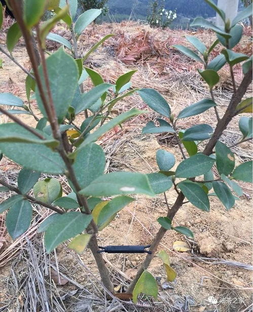 提升油茶产量：专业修剪视频教程，畜牧养殖必备