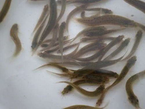 泥鳅钻豆腐，一道传统家常菜
