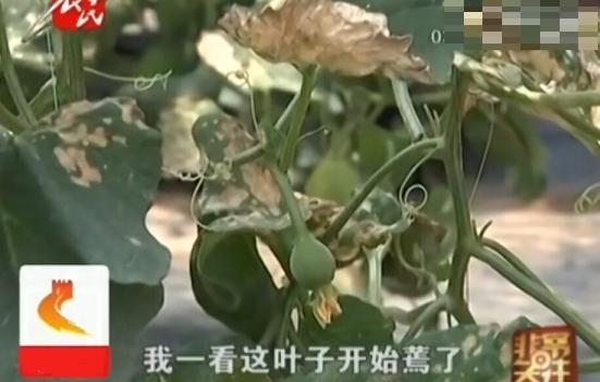 四、种瓜得瓜，种豆得豆，喷除草剂的水，学问可大着呢！