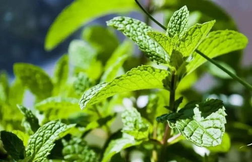 “薄荷种植过程中如何掌握浇水、施肥和病虫害防治的关键诀窍