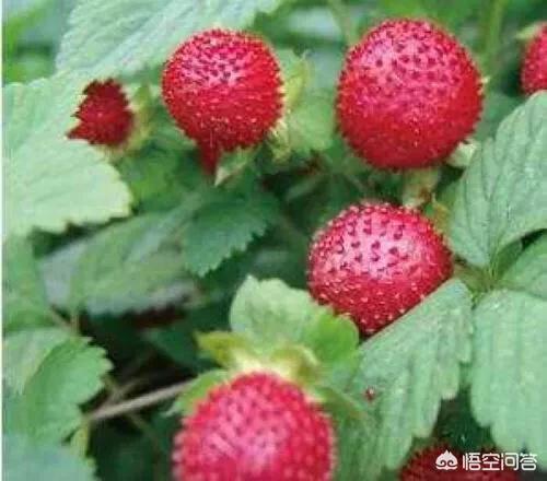 一、葡萄糖喷果树的倍数学问