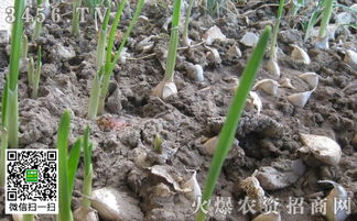 土壤改良，种植geng轻松！