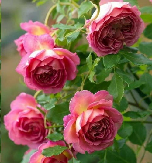 4. 银禧庆典月季