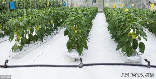 温室灰霉病的烦恼：如何防范与应对？