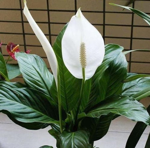 白掌花种植时如何避免黄叶，并确保其开花旺盛