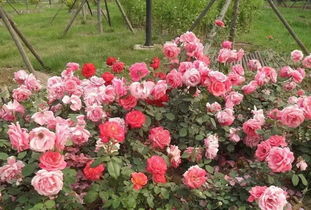 二、 选择月季品种的关键考量因素：