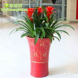 网上购买花卉的网站推荐