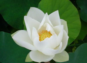 荷花种植的时机奥秘