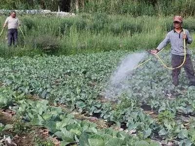 杀菌剂灌根， 效果显现需要时间