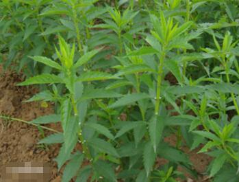 沈阳王大婶的地肤草种植经验