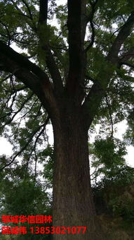 12公分金丝黄羽毛枫的价格探秘