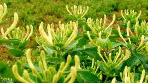 菊花金银花泡水喝，如何正确搭配才能发挥最大功效